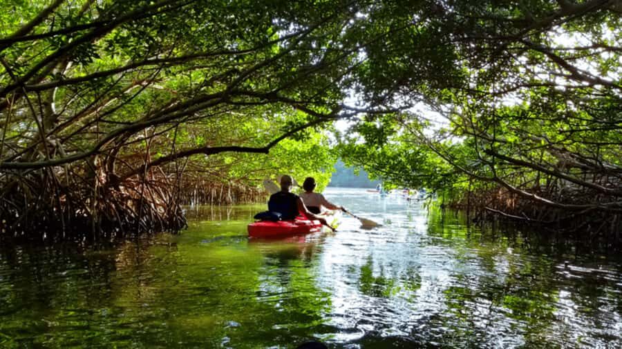 Mangrove Jungle exploration on SUP/Kayak - From Bill Bird Marina to the Mangrove Islands: How the Paddling Time Feels