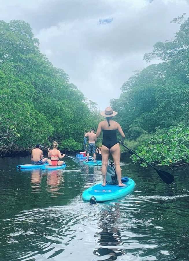 Mangrove Jungle exploration on SUP/Kayak - Wildlife Spotting in Biscayne Bay: What You Might See, and What Low Tide Can Change
