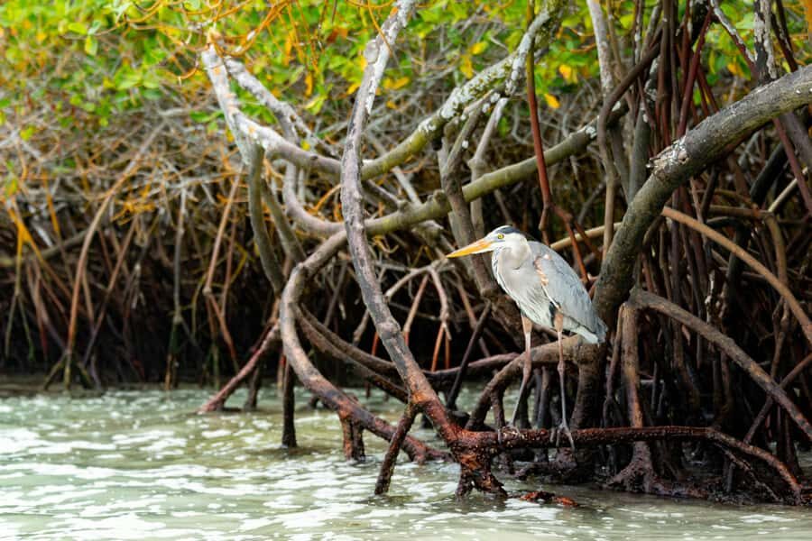 Mangrove Jungle exploration on SUP/Kayak - The Boat Break and Second Ecosystem Stop: Why the Pause Is Part of the Value