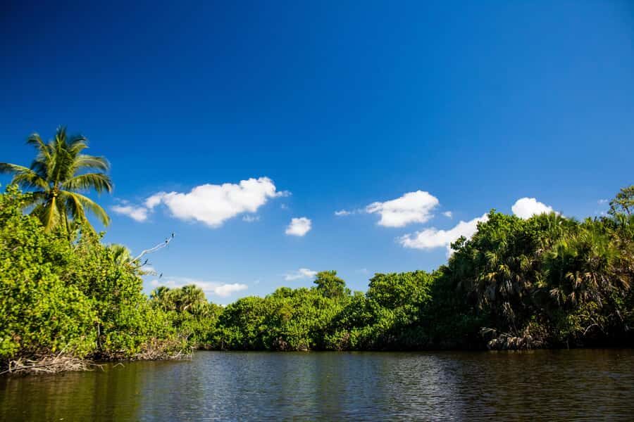 Mangrove Jungle exploration on SUP/Kayak - Common Reasons This Trip Feels Great or Frustrating