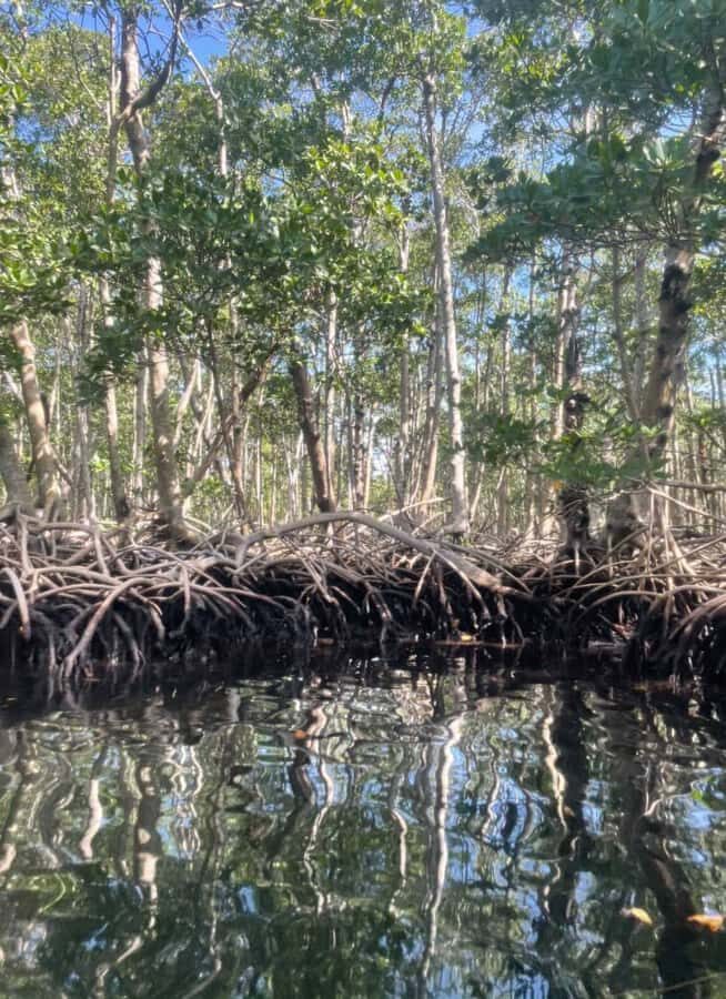Mangrove Jungle exploration on SUP/Kayak - Who Should Book This Mangrove Jungle SUP/Kayak Trip