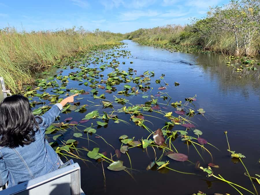 Miami: Alligator Spotting Airboat and Wildlife Reserve - Quick Hits for Your Everglades Airboat Day