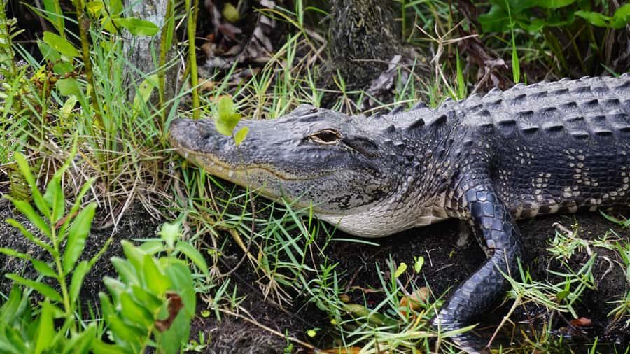Miami: Alligator Spotting Airboat and Wildlife Reserve - Cost and Value: Is $63 Worth a Half-Day Everglades Fix?