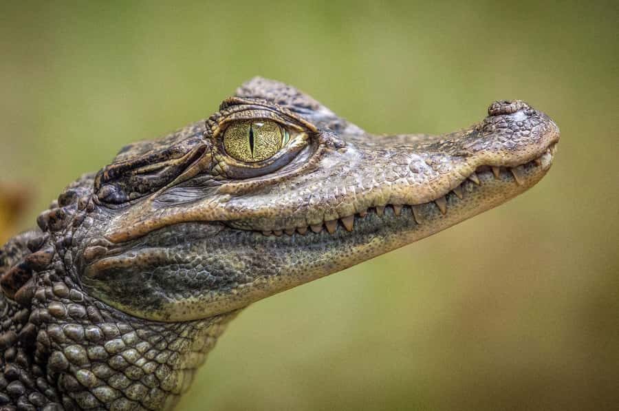 Miami: Alligator Spotting Airboat and Wildlife Reserve - Timing and What Fills the Gaps (So You Don’t Feel Rushed)