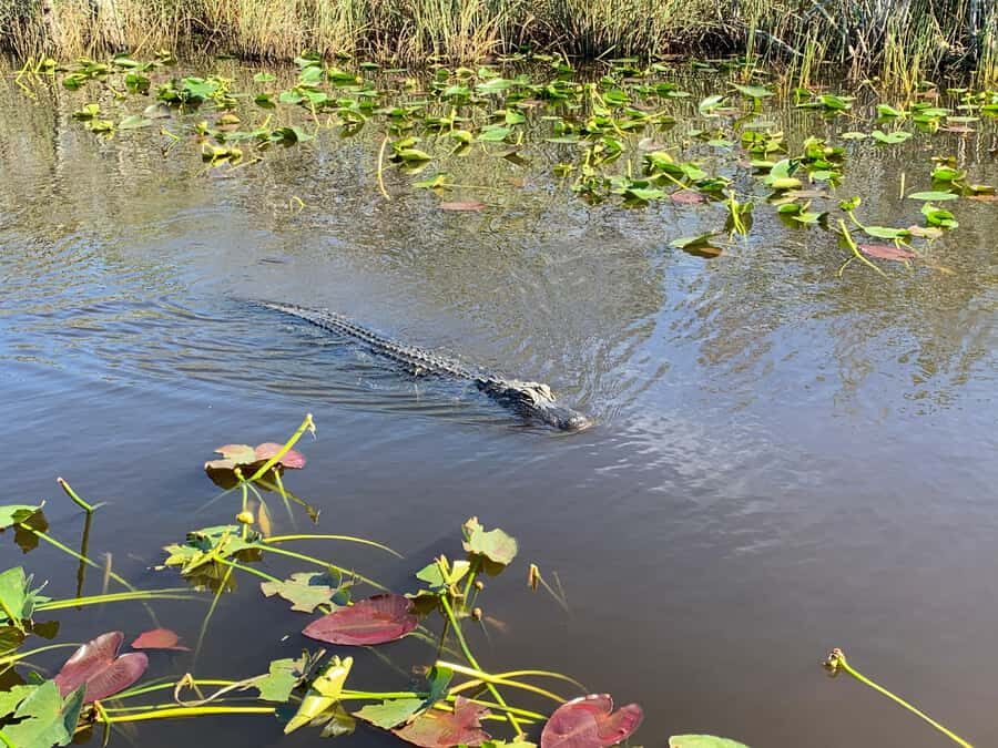 Miami: Alligator Spotting Airboat and Wildlife Reserve - Who This Tour Suits Best (and Who Might Want a Different Plan)