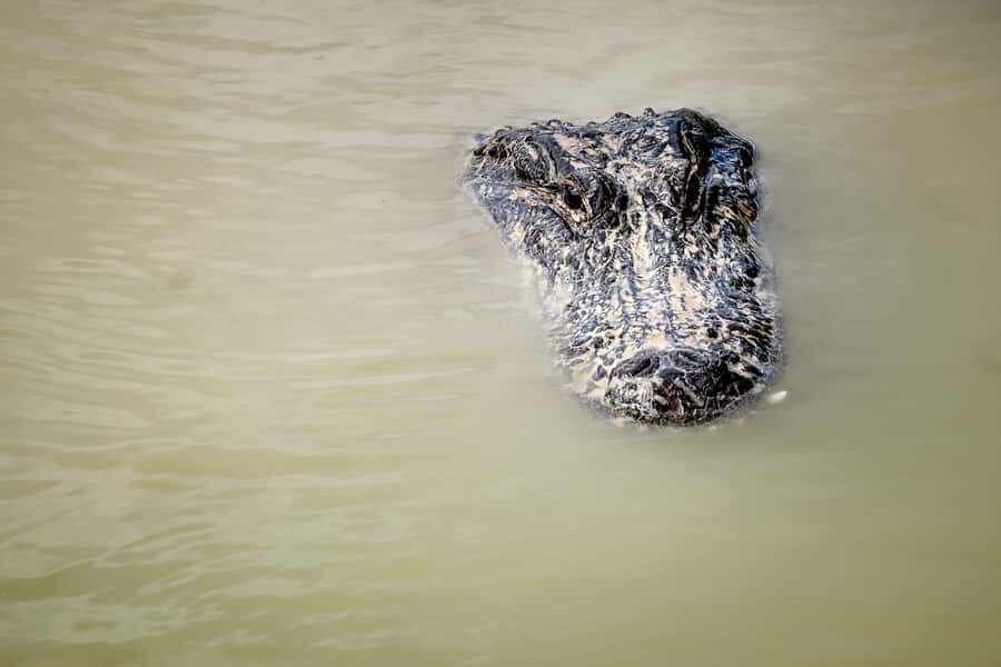 Miami: Alligator Spotting Airboat with Pick-Up/Drop-off - Alligator Spotting and the Eco-Presentation: How Wildlife Viewing Works Here