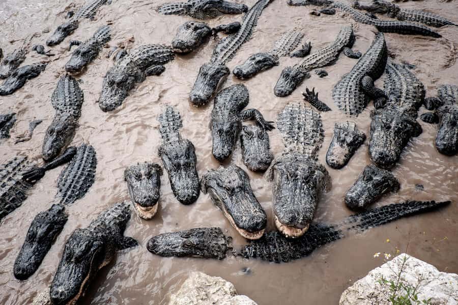 Miami: Alligator Spotting Airboat with Pick-Up/Drop-off - Price and Value: Why $67 Feels Like More Than a Ride