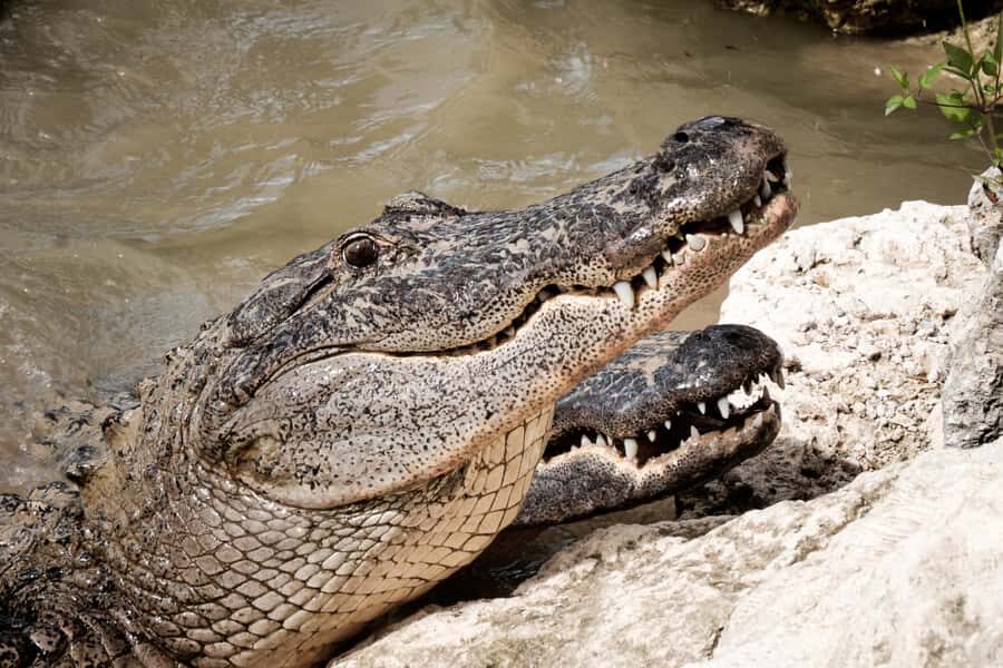 Miami: Alligator Spotting Airboat with Pick-Up/Drop-off - FAQ