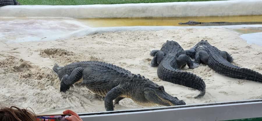 Miami: Everglades Airboat, Gator Encounter & Bus Transfer - The 45-Minute Airboat Ride: Wind, Noise, and Wildlife Spotting