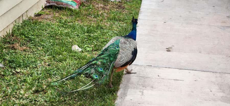 Miami: Everglades Airboat, Gator Encounter & Bus Transfer - Optional Gator Encounter Show and the Rescue Story