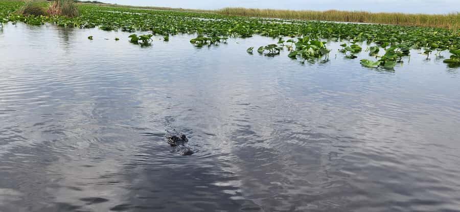 Miami: Everglades Airboat, Gator Encounter & Bus Transfer - Price, Timing, and Value: Is This $57 Tour Worth It?