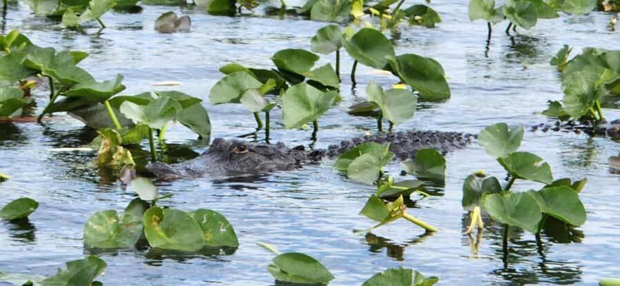 Miami: Everglades Airboat, Gator Encounter & Bus Transfer - Should You Book This Miami Everglades Airboat Tour?