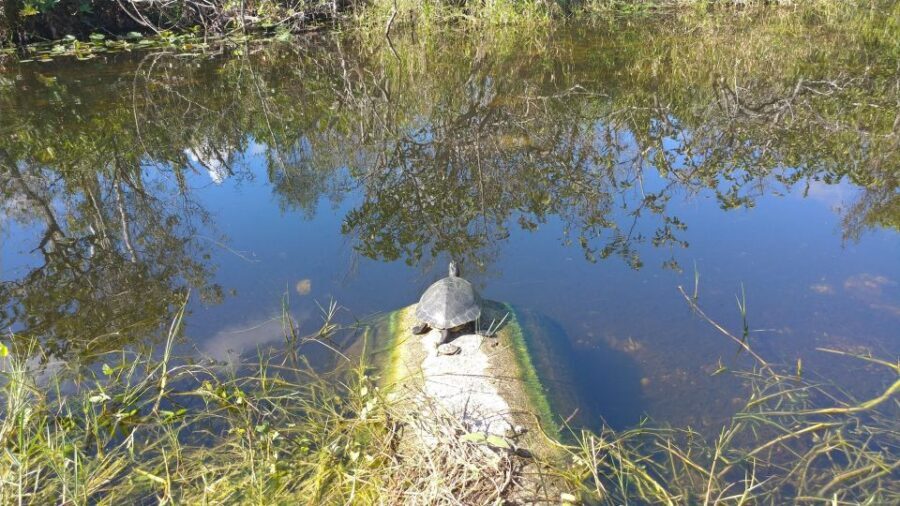 Miami: Everglades Airboat Ride and Tram Tour - What wildlife viewing feels like when you’re on tram plus airboat