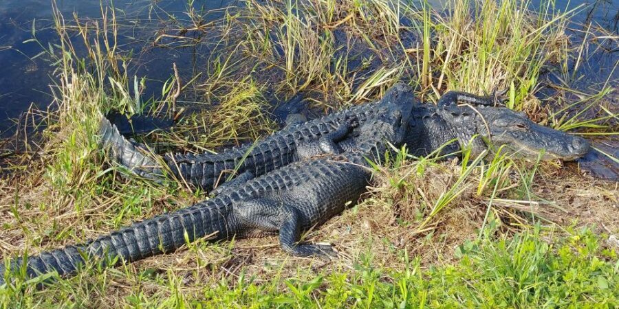 Miami: Everglades Airboat Ride and Tram Tour - Small-group feel, guide quality, and staying comfortable during a busy day