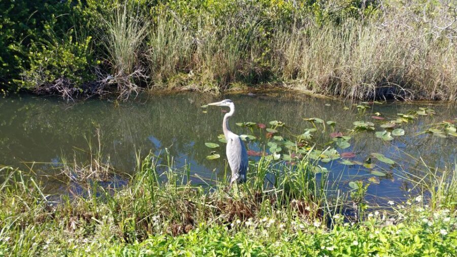 Miami: Everglades Airboat Ride and Tram Tour - Should you book Miami: Everglades tram plus airboat?