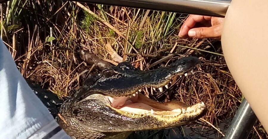 Miami: Everglades Full-Day Tour with 2 Boat Trips and Lunch - Big Cypress National Preserve Walk: Birds, Plants, and the Alligator Logic