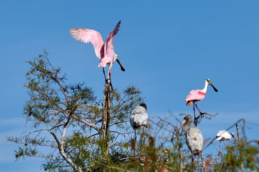 Miami: Everglades Full-Day Tour with 2 Boat Trips and Lunch - Chokoloskee Island Self Time: A Small Pause With Big Payoff
