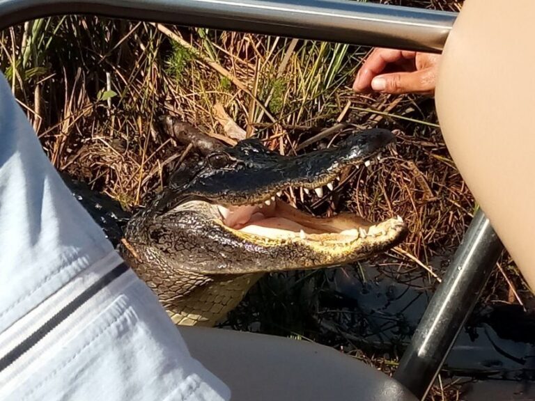 Miami: Everglades Full-Day Tour with 2 Boat Trips and Lunch - The Airboat Ride: Hitting the Everglades’ Freshwater “River of Grass”