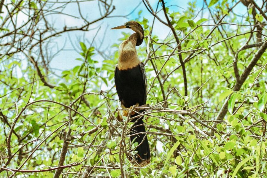 Miami: Everglades National Park Airboat Tour & Wildlife Show - The alligator show: action, education, and close-up storytelling