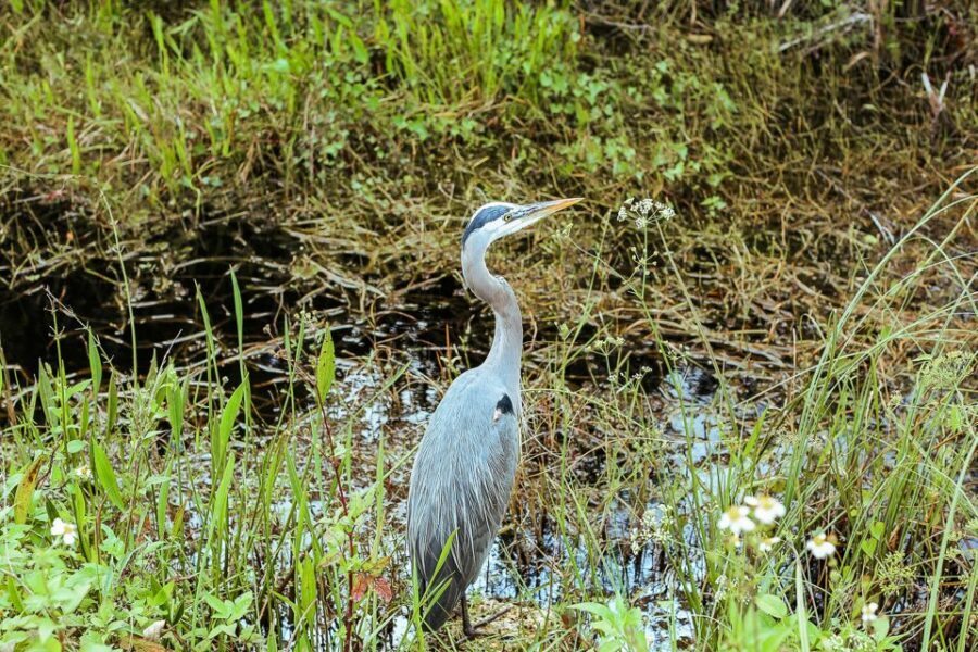 Miami: Everglades National Park Airboat Tour & Wildlife Show - Photo moments and the Jaws factor