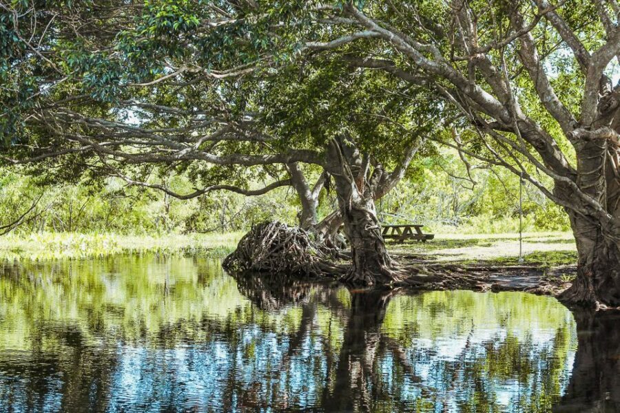 Miami: Everglades National Park Airboat Tour & Wildlife Show - Price and value: $42 + the park fee math