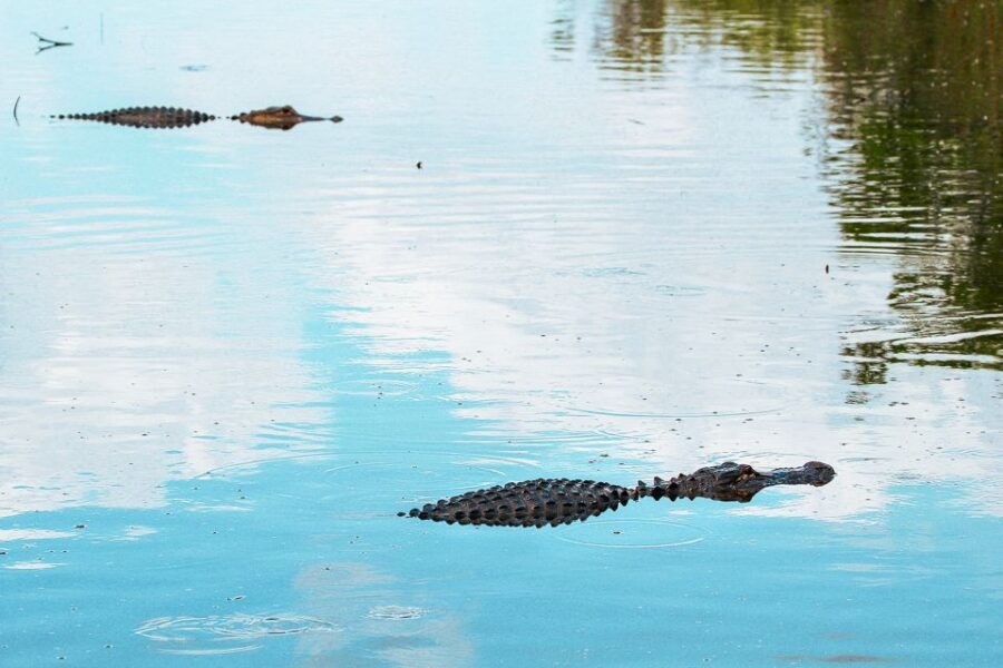 Miami: Everglades National Park Airboat Tour & Wildlife Show - Timing reality: last airboat at 5:00, last show at 4:30