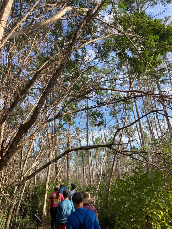Miami: Everglades National Park Hiking and Kayaking Day Trip - Picnic Lunch in the Park: Food That Keeps the Day Rolling