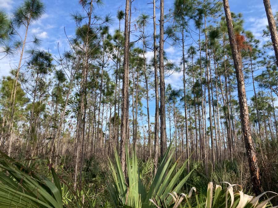 Miami: Everglades National Park Hiking and Kayaking Day Trip - Price and Value: Is $285 Worth It?