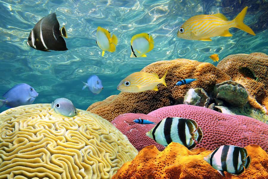 Miami: Key West Day Trip with pickup and boating options - FAQ