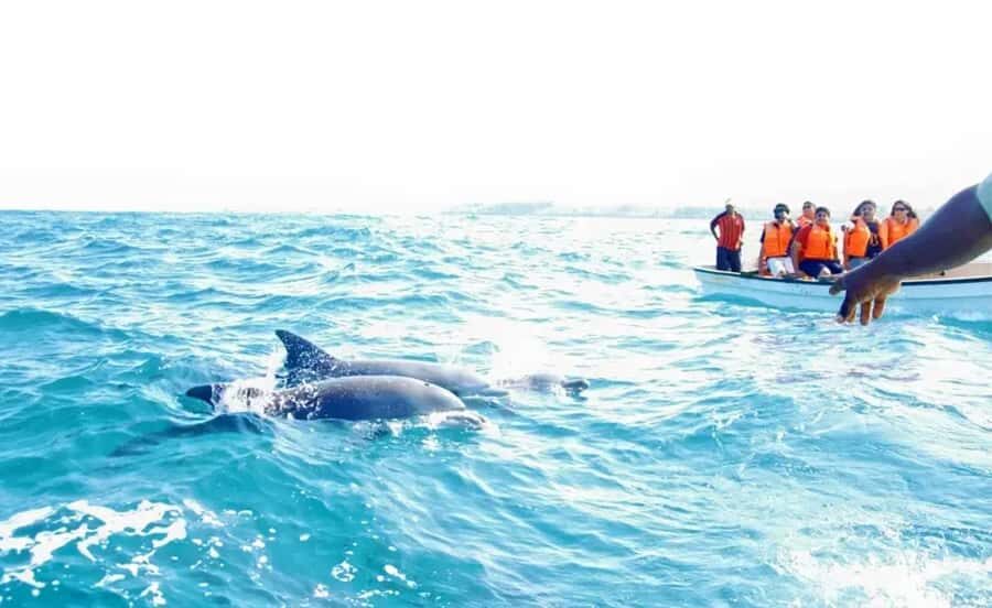 Miami: Key West Dolphin Watch or Snorkel Boat with pickup - Choosing Your Water Option: Dolphin Watch vs Snorkel vs Glass-Bottom