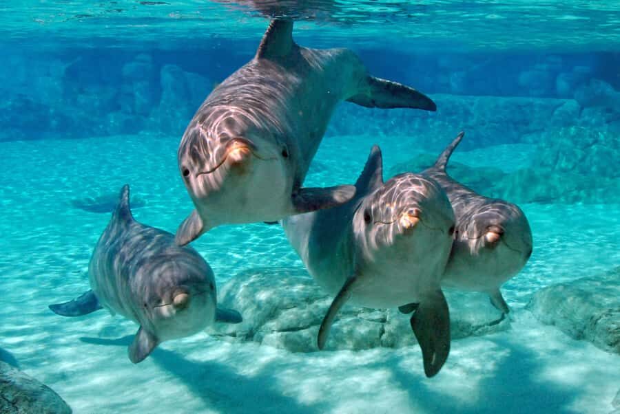 Miami: Key West Dolphin Watch or Snorkel Boat with pickup - Key West Free Time: Beaches, Shops, and Where You’ll Spend That Five-Hour Window