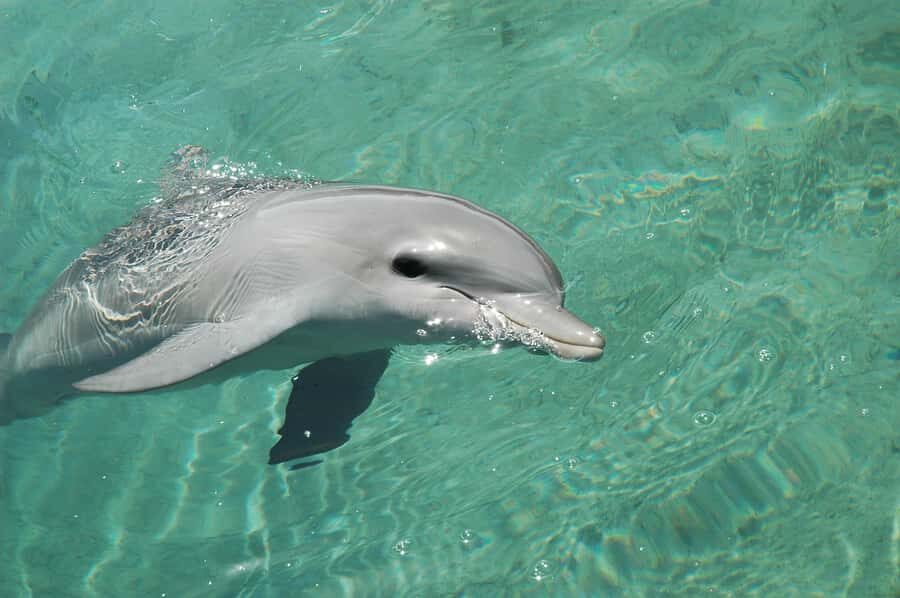 Miami: Key West Dolphin Watch or Snorkel Boat with pickup - Who This Trip Suits Best