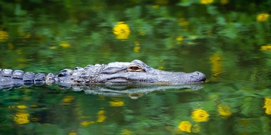 Miami Premium Everglades Driving Tour with Airboat Ride - Key highlights to know before you go