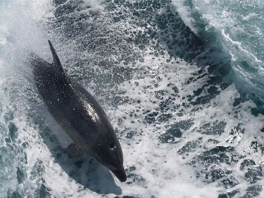 Naples: Catamaran Cruises with Wildlife Views - Naples Bay From a 48’ Catamaran: The Simple Joy Part