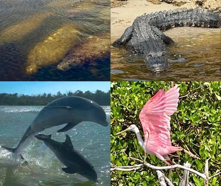 Naples, FL: Manatee, Dolphin, 10,000 Islands Beach Eco Tour - Key things that make this tour work
