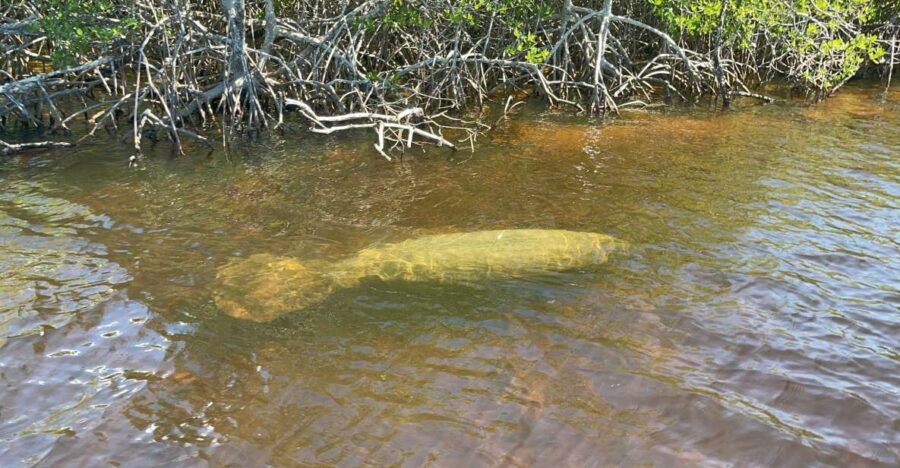 Naples, FL: Manatee Sightseeing and Wildlife Boat Tour - Price and value: why $69 can make sense