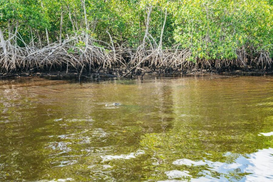 Naples, FL: Manatee Sightseeing and Wildlife Boat Tour - Alligators, birds, and the rest of the “also out here” wildlife
