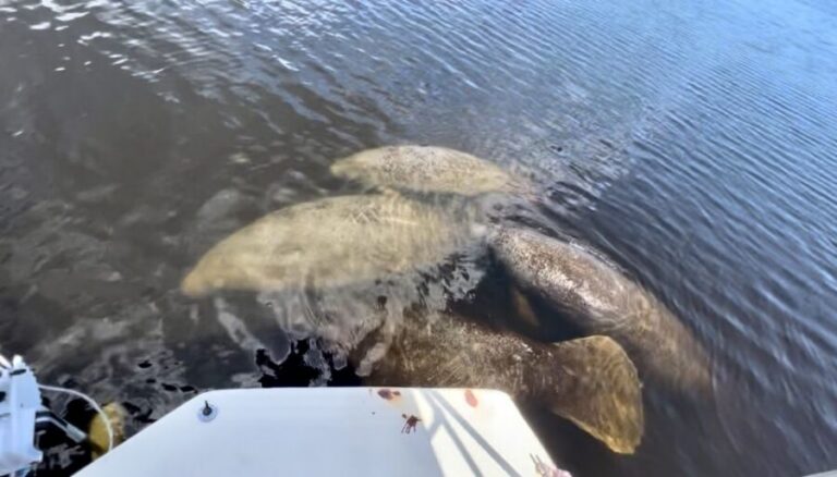 Naples, FL: Manatee Sightseeing and Wildlife Boat Tour - A covered boat ride that keeps the day easy