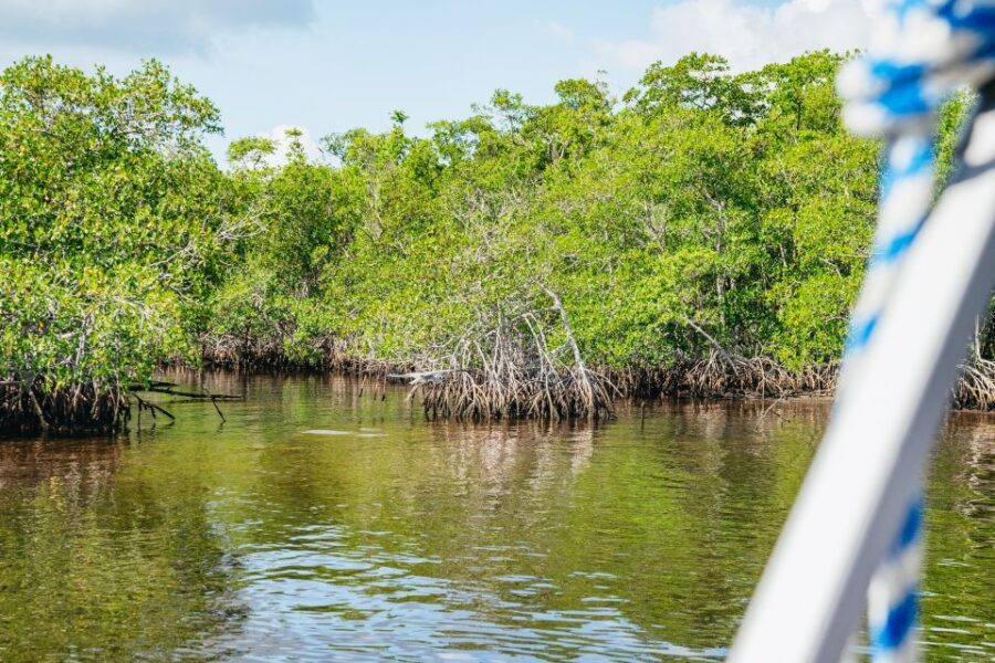 Naples, FL: Manatee Sightseeing and Wildlife Boat Tour - Timing: what 90 minutes feels like in real life