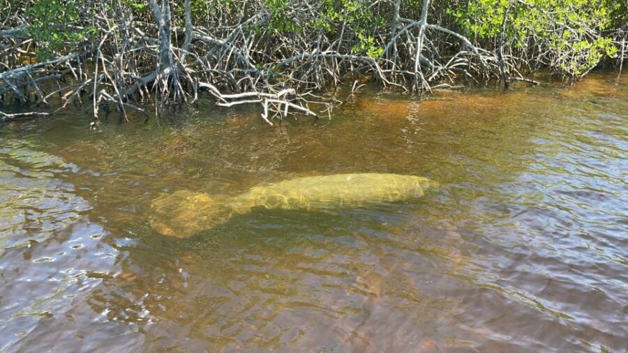 Naples, FL: Manatee Sightseeing and Wildlife Boat Tour - Small group dynamics and why it changes the tour