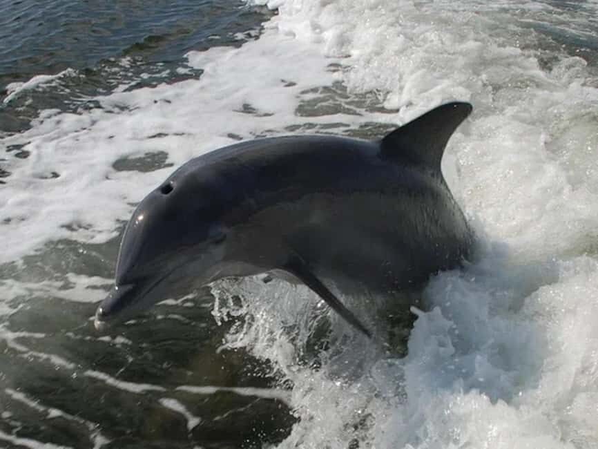 Naples: Sightseeing and Dining Cruises - Price and value: does $78 per person make sense here?