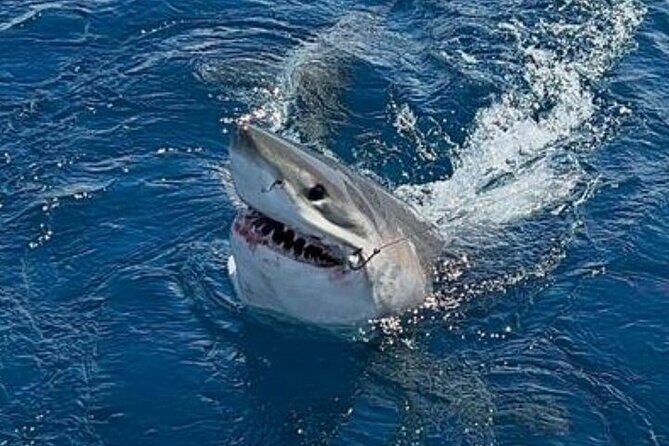 Private Half Day Deep Sea Sportfishing Charter in Fort Lauderdale - The 46 Hatteras Sportfish: Comfort and Fishing-Ready Gear in One Package