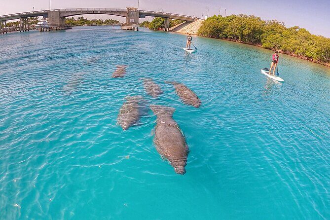 Private Jupiter Island Guided Paddle Boarding Tour - Quick highlights: what makes this Jupiter paddle tour special