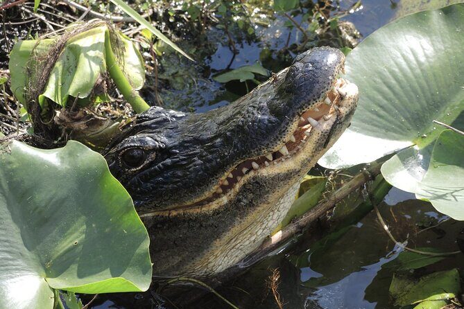 Private River Of Grass Everglades Airboat Adventure - Key highlights before you book