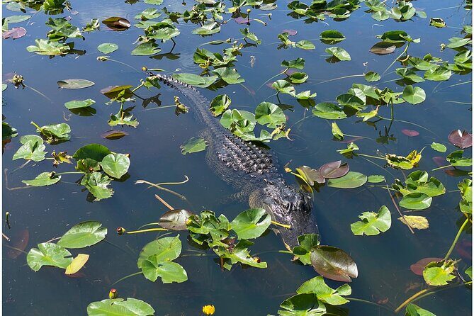 Private River Of Grass Everglades Airboat Adventure - The smooth 1-hour glide: what the ride feels like