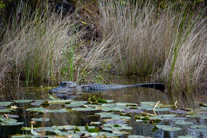 Private River Of Grass Everglades Airboat Adventure - What you might see: gators, birds, and fish moments