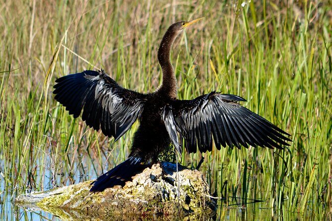 Private River Of Grass Everglades Airboat Adventure - Meeting at 5334 FL-90 and getting ready fast