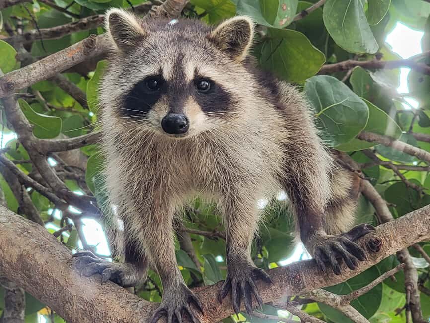 Raccoon Island: Exploration on SUP/Kayak - Raccoon Island by SUP or Kayak: what makes this ride special