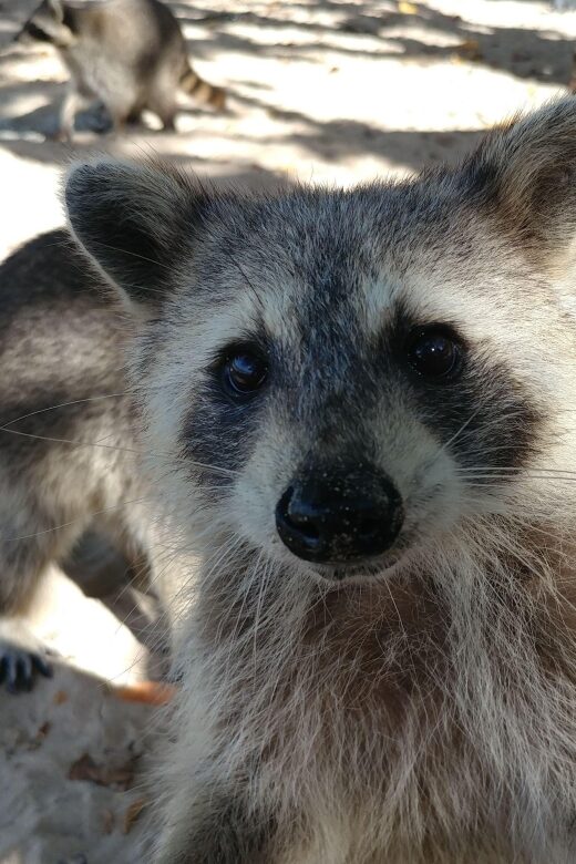Raccoon Island: Exploration on SUP/Kayak - Gear and clothing: what to wear so the day stays fun