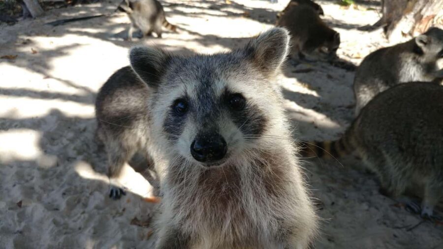 Raccoon Island: Exploration on SUP/Kayak - Launching out: safety talk, waivers, and your first paddle strokes